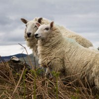 Fauna scozzese: quali animali si avvistano in Scozia?
