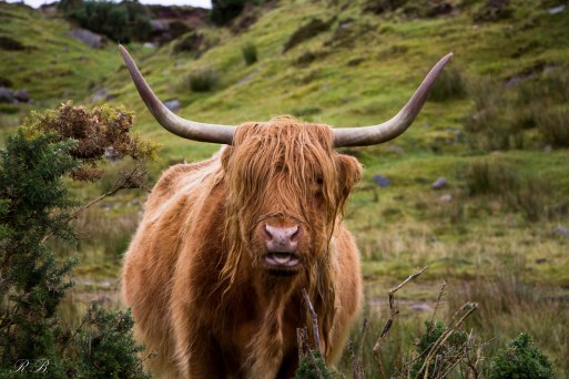 Highland_Cow_BeatriceRoat