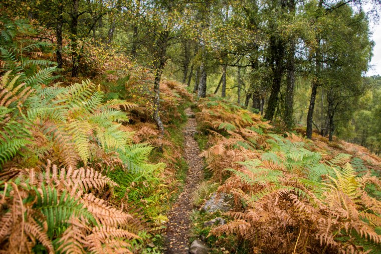 Craigiellachie Naturale Reserve-Scotland-BeatriceRoat